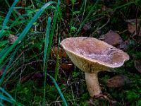 Waldpilz mit Wasser am Hut